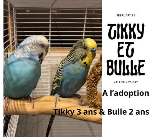 TIKKY ET BULLE